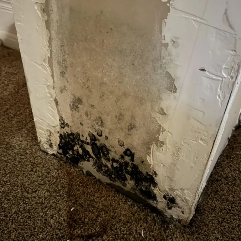 Professional Mold Removal in Wrentham, MA